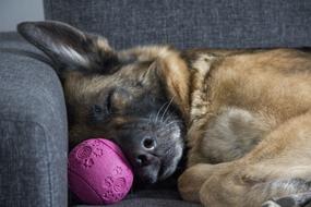 Dog Died German Shepherd