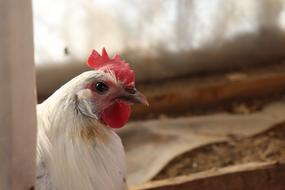Brakel Chicken Hen
