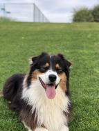 Dog In Park Australian Shepherd