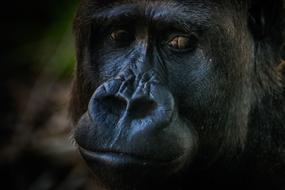 Gorilla Monkey Zoo