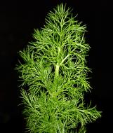green salad