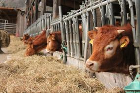 Fluffy cute cows on the farm