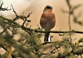 Bird Bullfinch Juvenile