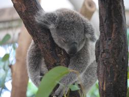 Koala Animal Australia