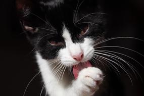 Cat Pet Animal Domestic