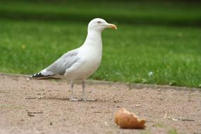 Seagull Gull White