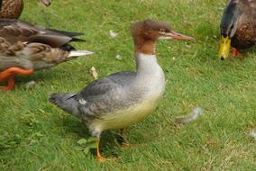 Duck Birds on the farm