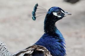 blue Peacock Bird Animal