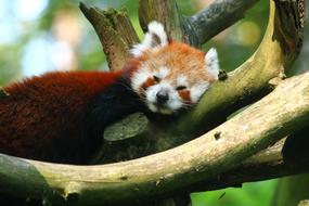 red panda resting on a tree branch