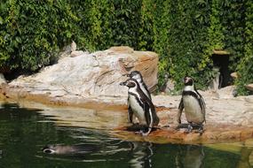 Penguins Birds Animal