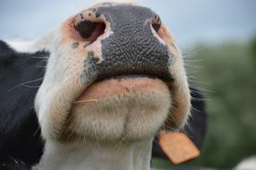 Have A Nose Humor Nostrils