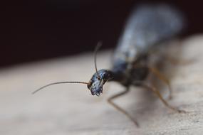Ant Insect Macro