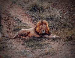 Lion Animal Safari