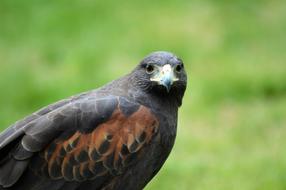 Hawk Harris Raptor