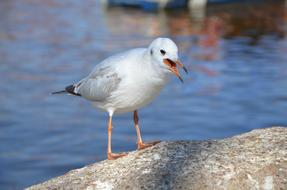 Seagull Animal