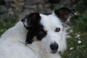 Border Collie Dog Pet
