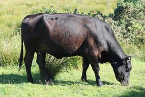 Cow Bovine Animal