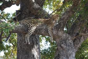 South Africa Duluni Leopard