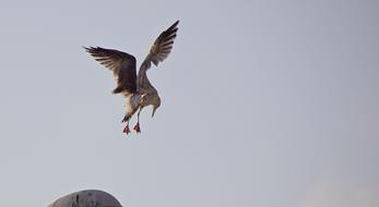 Seagull Bird Sea
