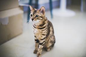 Cat Cute Animail The And