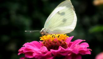 Butterfly Insect Flower
