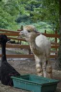 Animal Alpaca Wool