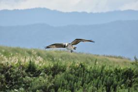 Animal River Grass