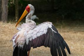 Nimmerzat Mycteria Ibis Wader