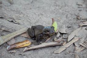 Toad Close Up Animal