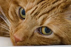 Cat Eyes Pet