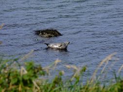 Robbe Firthofforth Firth
