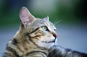 Cat European Calico Stray