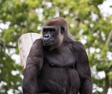 Gorilla Monkey Mammal
