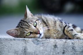Cat European Calico Stray