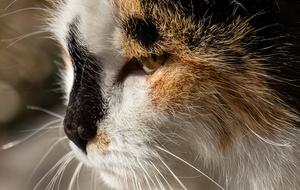 Cat Mammal Animal