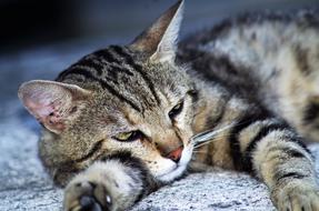 European Calico Cat