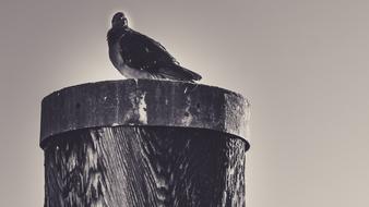 City Pigeon Lake Constance Port