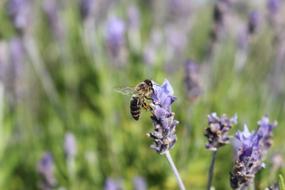 Lavender Bee Insect