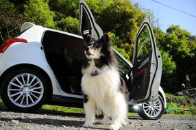 Dog Car The