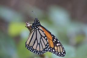 Butterfly Monarch Insect