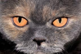 Cat Close Up Head