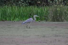 Blue Heron Swamp New jersey