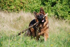 dog with a big stick