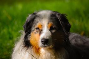 Dog Berger Australian