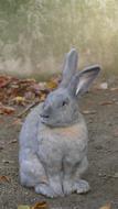 Rabbit Rodent Animal