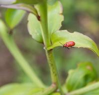 Fire Beetle Insect