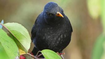 black bird on a branch in the garden