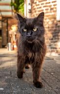 Domestic Pet Cat