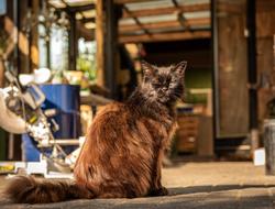 Pet Cat Domestic Animal