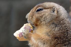 Prairie Dog Animal Desert